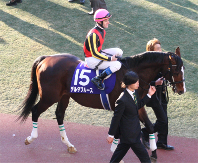 A race horse